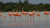 Wildlife Adventure Tour