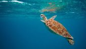 Fun time snorkeling. Beautiful!