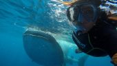 Whaleshark swim