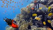 The best offshore experience