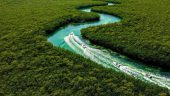 Jungle Tour Speedboat & Snorkeling Adventure